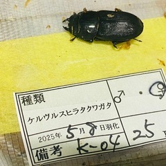 ①ケルヴルスヒラタクワガタ　新成虫ペアの販売の画像