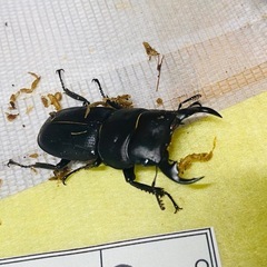 ①ケルヴルスヒラタクワガタ　新成虫ペアの販売の画像