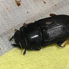 ①ケルヴルスヒラタクワガタ　新成虫ペアの販売の画像
