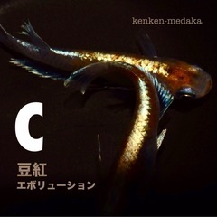 メダカ 【C】豆紅エボリューション 1ペアの画像