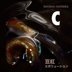 メダカ 【C】豆紅エボリューション 1ペアの画像