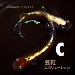 メダカ 【C】豆紅エボリューション 1ペアの画像