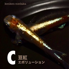 メダカ 【C】豆紅エボリューション 1ペアの画像