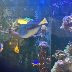 ナンヨウハギイエローベリー約13cmの画像