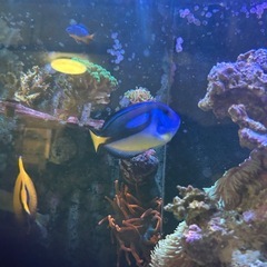 ナンヨウハギイエローベリー約13cmの画像