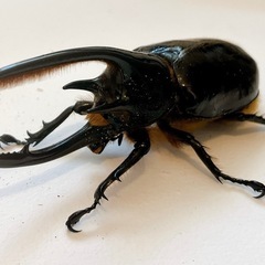 ネプチューンオオカブト　♂の画像
