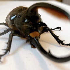 ネプチューンオオカブト　♂の画像