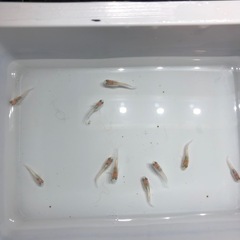 🧚エンゼルダルマめだか🧚稚魚10匹の画像