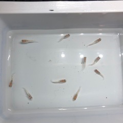 🧚エンゼルダルマめだか🧚稚魚10匹の画像