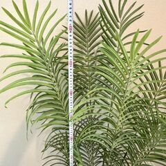 アレカヤシ フェイクグリーン 観覧植物 観葉植物の画像
