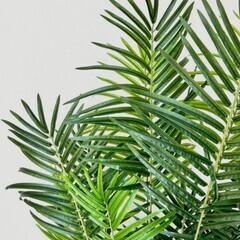 アレカヤシ フェイクグリーン 観覧植物 観葉植物の画像