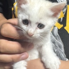 オス♂子猫の里親様募集します。