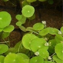 水草差し上げますの画像