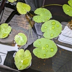 水草差し上げますの画像