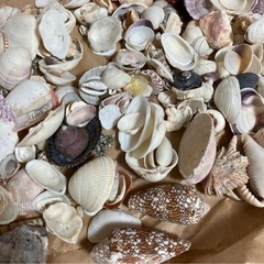 貝殻　リーフや飾りに！の画像