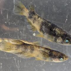 金閣メダカ有精卵15個の画像