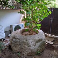 石の大きな水鉢／睡蓮鉢／植木鉢　つくばい　高額商品　の画像