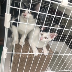実家の物置で生まれた野良猫の子供２匹