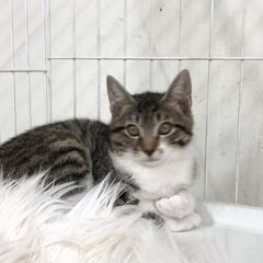 3ヶ月の子猫3匹