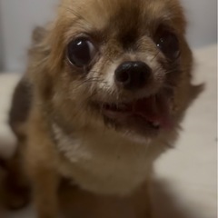 チワワ🌼6歳♀