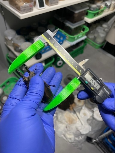 ババオオゴンオニクワガタ