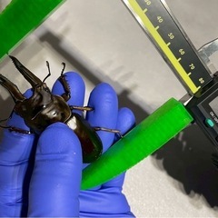 ババオオゴンオニクワガタの画像