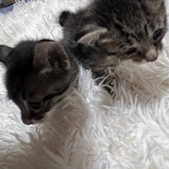 生後１ヶ月子猫 兄弟