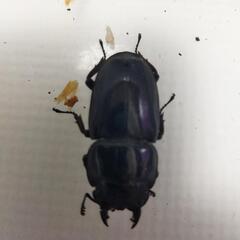 スマトラオオヒラタクワガタ　アチェ　ペア+おまけ♀②の画像