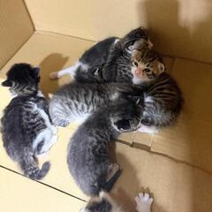 工場内で生まれた子猫たちです。
