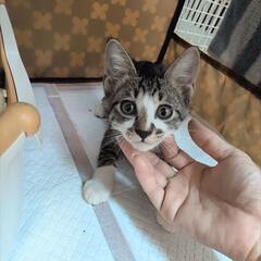 キジトラの可愛い子猫ちゃん🐱