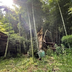 竹の木の画像