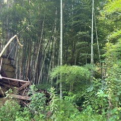 竹の木の画像