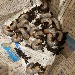 カブトムシ幼虫の画像