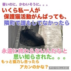 保護猫活動のお手伝い・支援物資(インスタから)してくださる方募集しています！ - 大阪市