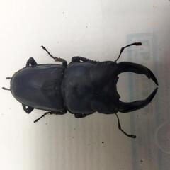 国産オオクワガタペア　SR④の画像