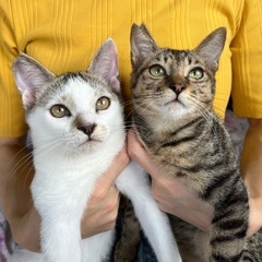 人が大好きな甘えん坊兄弟♡2匹一緒に里親さま募集中