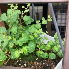 観葉植物　ヘデラ　ポトスなど　希少種　交換して欲しいです
