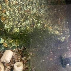 さらに増量‼️王華(三色ラメめだか)の針子の画像