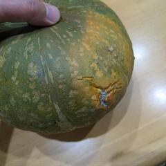 かぼちゃ(大)の画像