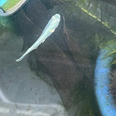 幹之メダカフルボディ鉄仮面成魚3匹の画像