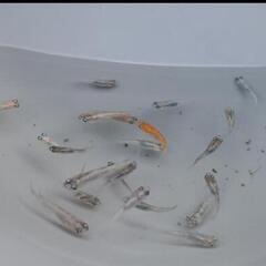 ⚾️🐟ミックスめだか100匹🐟⚾️の画像