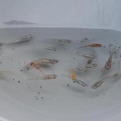 ⚾️🐟ミックスめだか100匹🐟⚾️の画像