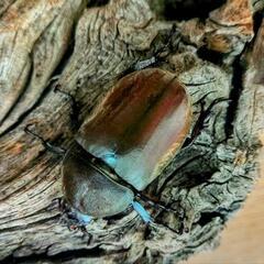 カブトムシ PAの画像