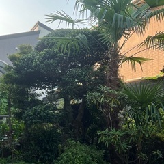 立派な植木の画像