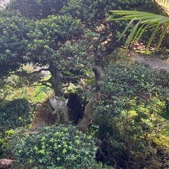 立派な植木の画像