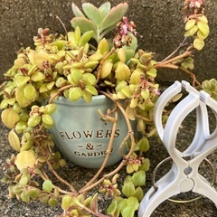🪴多肉植物寄植⑧の画像