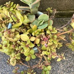 🪴多肉植物寄植⑧の画像