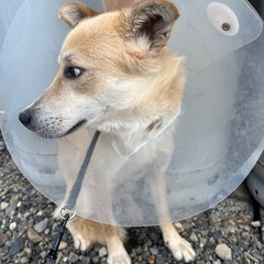 ミックス犬