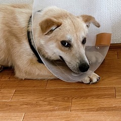 ミックス犬