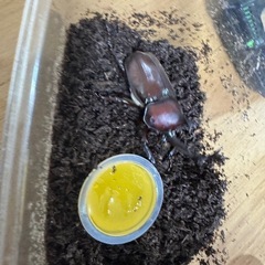 山で採れたカブトムシの画像